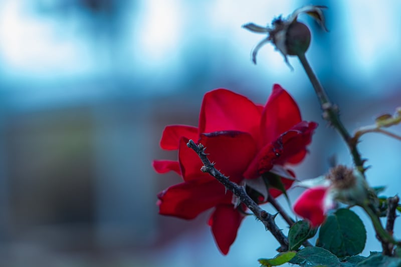 Second Life Creations